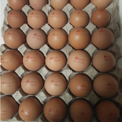 鸡蛋喷码机在蛋品上的应用